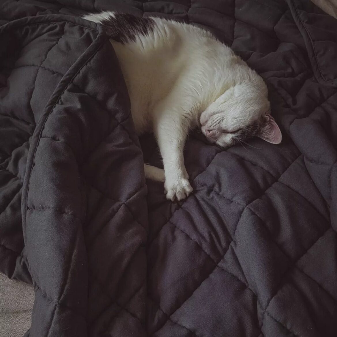 sunki antklode ir kate